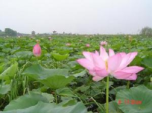 刁汊湖養殖場