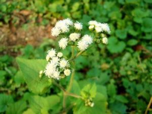 高山臭草