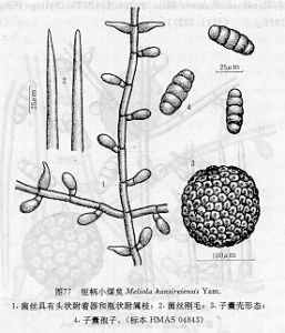 短柄小煤炱