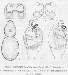 七斑肥腹蛛