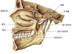 顳下頜感染性關節炎