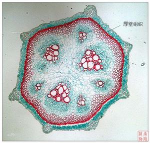 植物組織