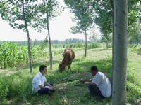 麻二村