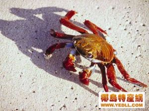 六疣堅殼蟹