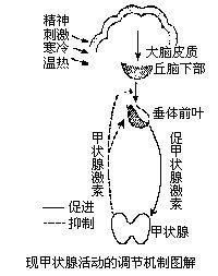 促甲狀腺激素