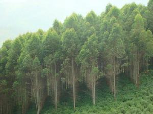 種植業