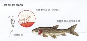 草魚鰓隱鞭蟲