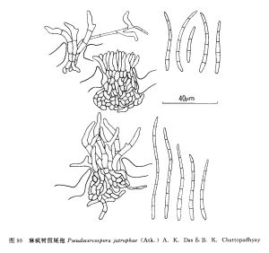 麻瘋樹假尾孢