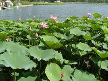 蓮花池公園