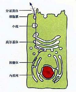 細胞運輸