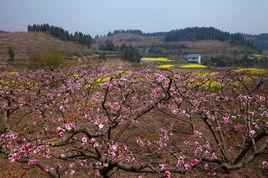 桃花谷[四川省仁壽縣中崗鎮桃花谷]