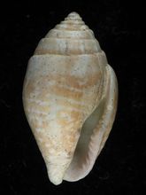 斑核螺
