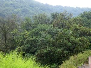 楊梅山[橫斷山區雲嶺山繫結露山脈山峰（廣南縣境）]