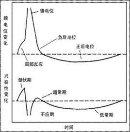 絕對不應期