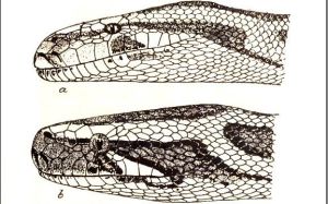 緬甸蟒與亞洲岩蟒的頭部比較