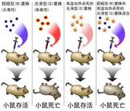 肺炎雙球菌的轉化實驗