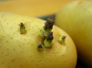 發芽土豆毒素
