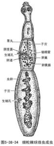 細粒棘球絛蟲