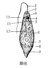 眼蟲[原生生物界生物]