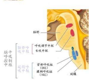 呼吸中樞