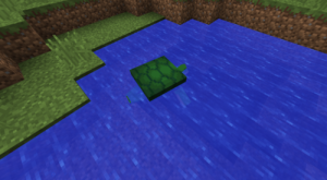 一隻海龜正在水池上游泳。