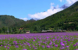 雪花村