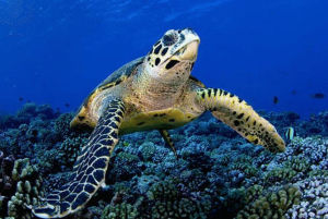 Hawksbill sea turtle