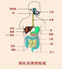 人頭消化系統