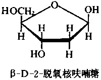 脫氧核酸