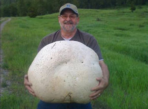 巨型蘑菇