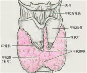 慢性纖維性甲狀腺炎