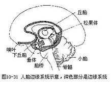 邊緣系統