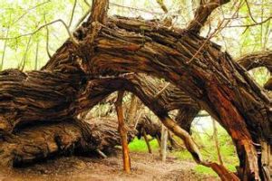 天山神木園 天山神木園