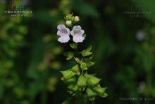 香花草