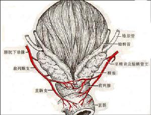 外陰惡性腫瘤