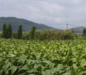 代家營橋北村