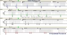 細胞STR分型基因掃描圖譜