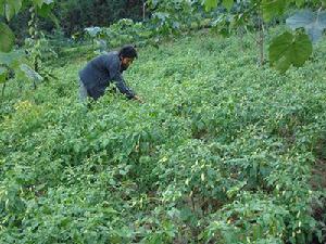 納桑村村民種植小米椒