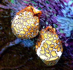 火烈鳥舌蝸牛（Flamingo tongue snail）顏色鮮艷 有點像豹紋