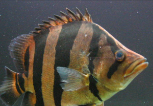印尼虎魚