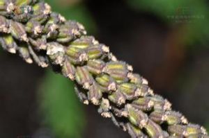 卵萼沼蘭