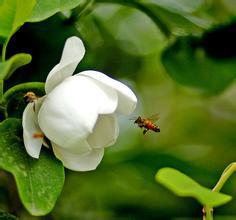 “木蘭”[植物學用語]