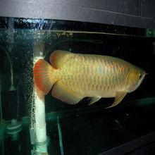 紅尾金龍魚