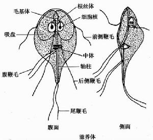 藍氏賈第鞭毛蟲病