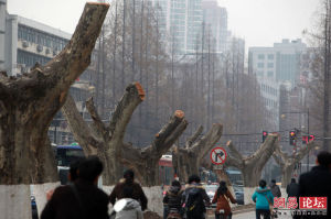 南京大屠樹