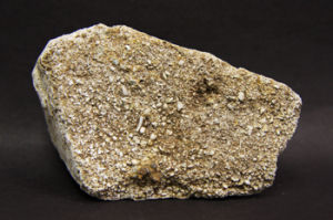 小殼化石