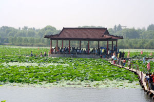 白洋淀元妃荷園