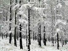 黑龍江雪鄉國家森林公園