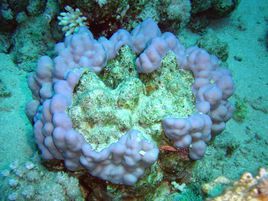 柱形濱珊瑚