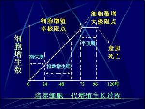 細胞增殖